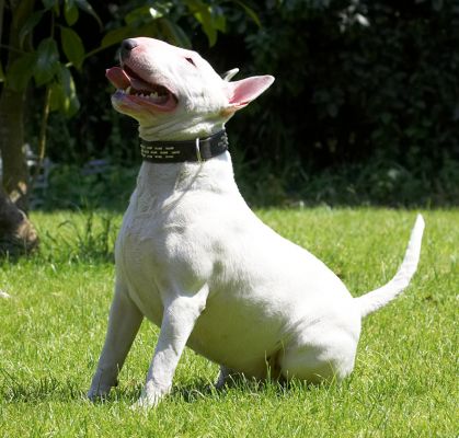 A bully pose
Keywords: Bella English Bull Terrier