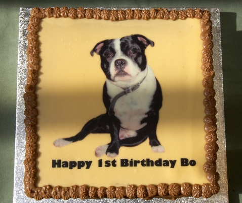1st birthday celebration
Keywords: Bo Staffordshire Bull Terrier