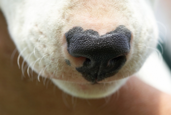 The cutest nose.........
Ključne besede: Mana English Bull Terrier