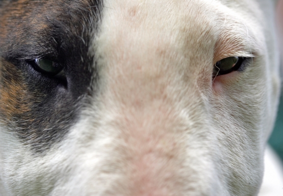 .......... with the nosiest eyes!
Palabras clave: Mana English Bull Terrier