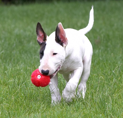 I'm working really hard on this ball playing
Schlüsselwörter: Mana English Bull Terrier
