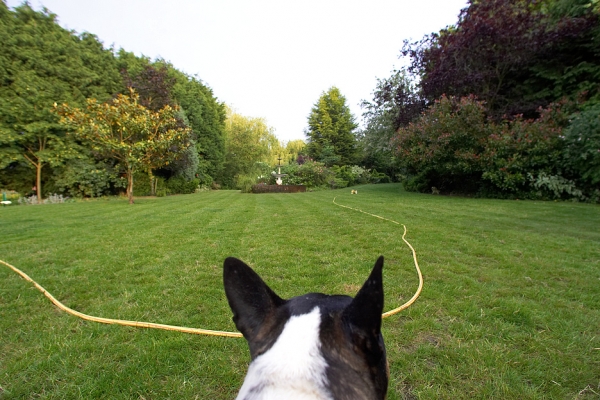 That's where I saw that pesky fox.............
Keywords: Tapa English Bull Terrier garden