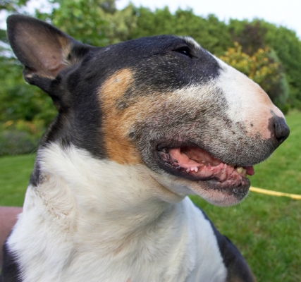 ............ did  he go that way?
Keywords: Tapa English Bull Terrier