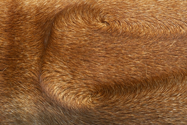The defining characteristic of a Rhodesian Ridgeback........
Keywords: Sephi Rhodesian Ridgeback