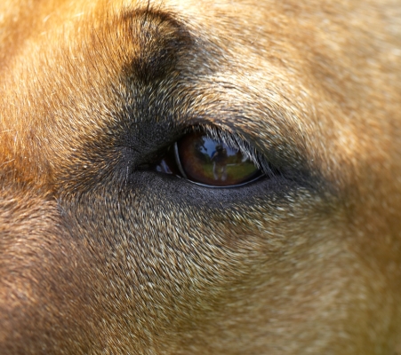 All seeing, all knowing.......
Mots-clés: Sephi Rhodesian Ridgeback