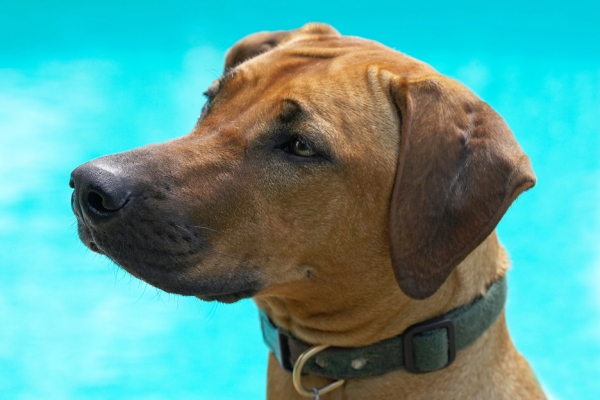 I am just sooooooooooo handsome
Keywords: Sephi Rhodesian Ridgeback