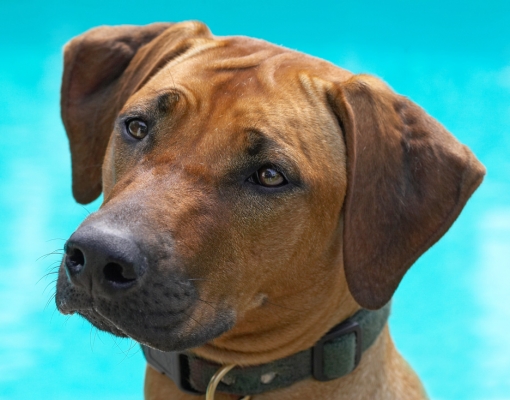 I'm not worried, honest
Keywords: Sephi Rhodesian Ridgeback