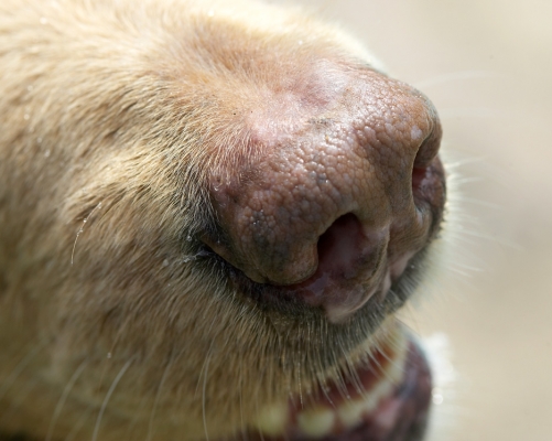 What a beautiful nose
Keywords: Lisa Hovawart