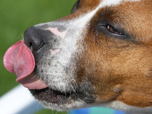 Don't tell Mom and Dad I've been eating between meals.......
Anahtar kelimeler: Gypsy Staffordshire Bull Terrier tongue