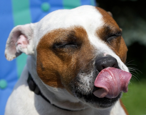 Gosh, Mom and Dad will think I just ate through my holiday.........
Keywords: Gypsy Staffordshire Bull Terrier tongue