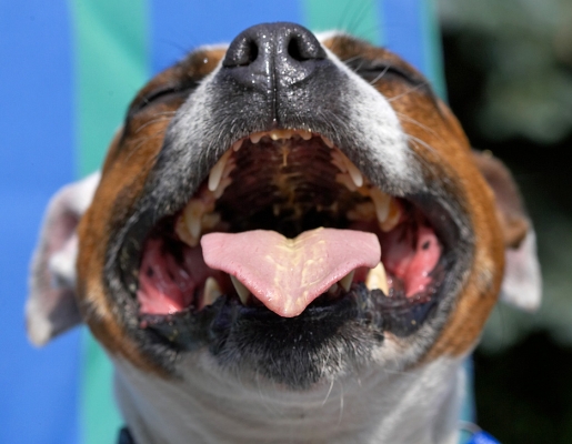 Ha, ha - all gone
Ключевые слова: Gypsy Staffordshire Bull Terrier tongue