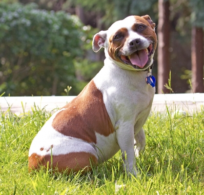 You want the cute pose............
Anahtar kelimeler: Gypsy Staffordshire Bull Terrier tongue