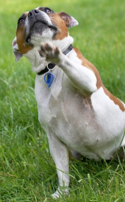 ......... or is this cuter?!
Λέξεις-κλειδιά: Gypsy Staffordshire Bull Terrier