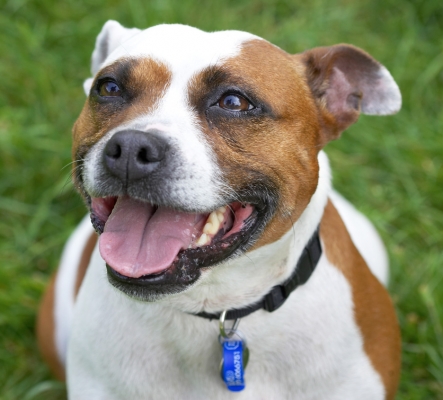 Do I have to beg again?
Słowa kluczowe: Gypsy Staffordshire Bull Terrier tongue