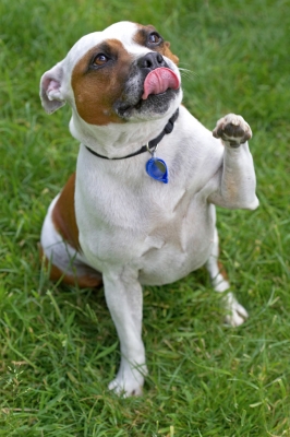 Please, please, please..........
Anahtar kelimeler: Gypsy Staffordshire Bull Terrier