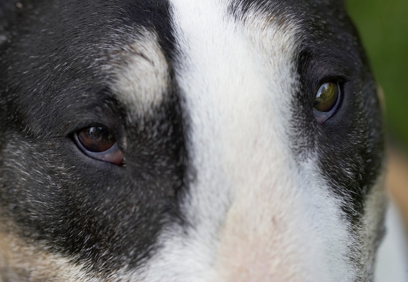 Tapa's Eyes
Tapa, a tri-colour English bull terrier.  What is he thinking?
Ključne besede: Tapa tri colour English bull terrier eyes thinking