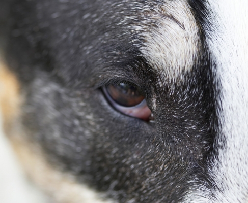 Tapa's Eye
Tapa is an English Bull Terrier.
Ключевые слова: eye Tapa English bull terrier