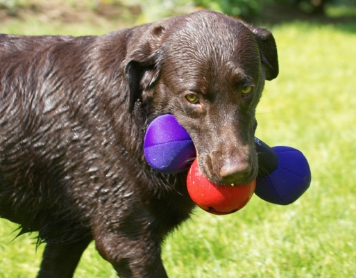 Just 'cos I can - OK?!.........
Ключові слова: George Chocolate Labrador