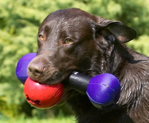 .......... and I'm not letting go!..........
Anahtar kelimeler: George Chocolate Labrador