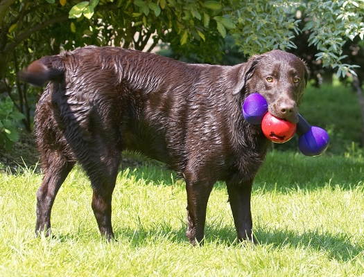 .............ever!
Mots-clés: George Chocolate Labrador
