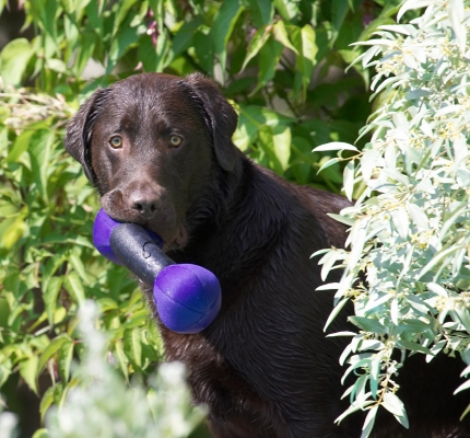 And I got to take this one home with me
Anahtar kelimeler: George Chocolate Labrador