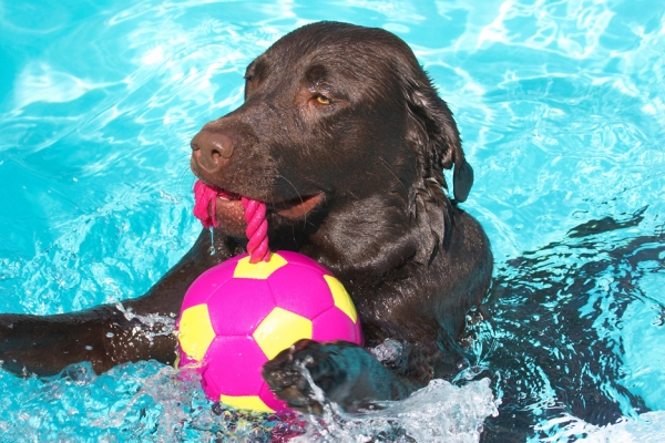 I'm still trying to get the hang of this swimming lark
Palabras Clave: Branston Chocolate Labrador