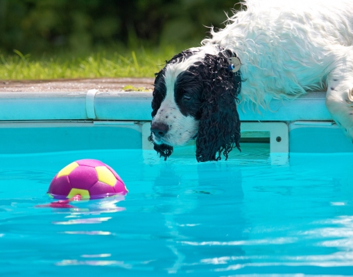 Now, can I get this without going in?
Palabras Clave: Charlie Cocker Spaniel