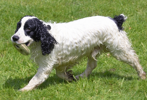 Wet or dry, it's all a good game to me
Palabras clave: Charlie Cocker Spaniel
