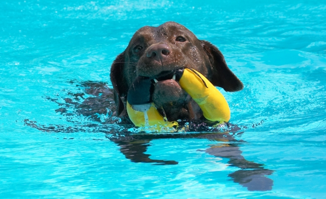 ............ ah, I get it
Keywords: Branston Chocolate Labrador