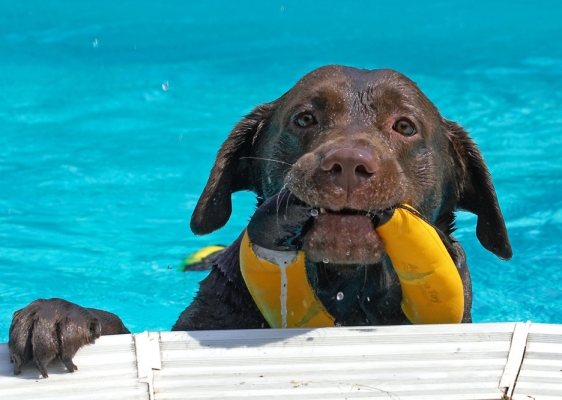 Can I come out now?
Ключови думи: Branston Chocolate Labrador