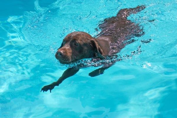 Hey, I'm getting good at this
Trefwoorden: Branston Chocolate Labrador