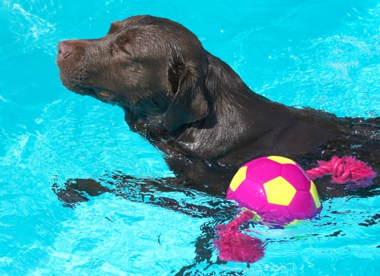 Hey, a guy can't do two things at once
Keywords: Branston Chocolate Labrador