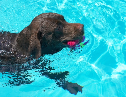 Hey look, a successful retrieval
Keywords: Branston Chocolate Labrador