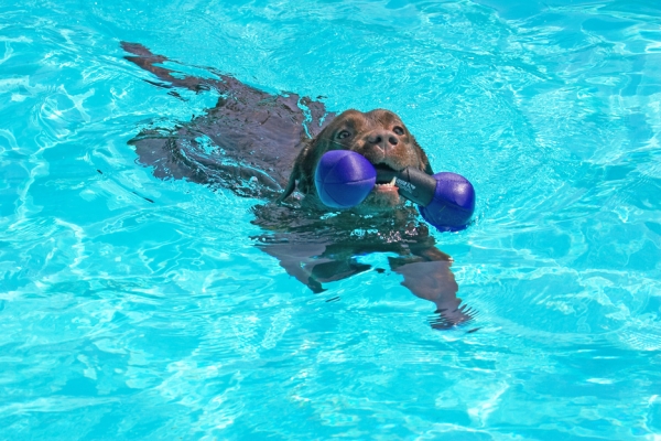 What a smooth stroke
Keywords: Branston Chocolate Labrador