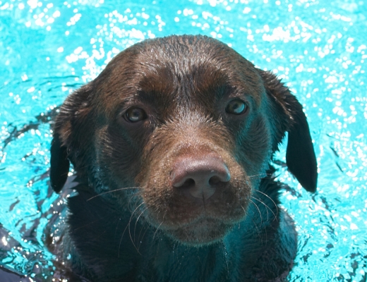 Well, can I come out now?!
Keywords: Branston Chocolate Labrador