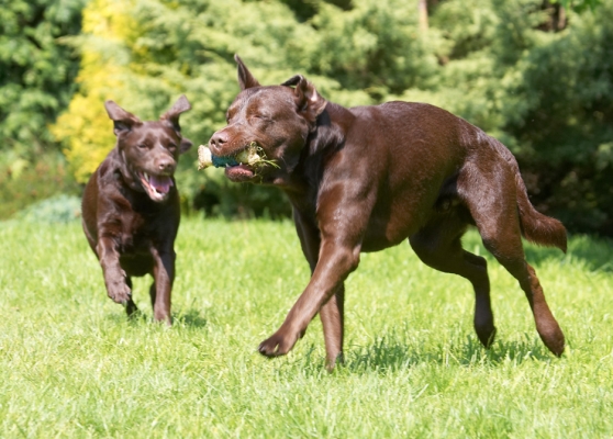 Hey, I want one of those..........
Ključne besede: Holly Branston Chocolate Labrador