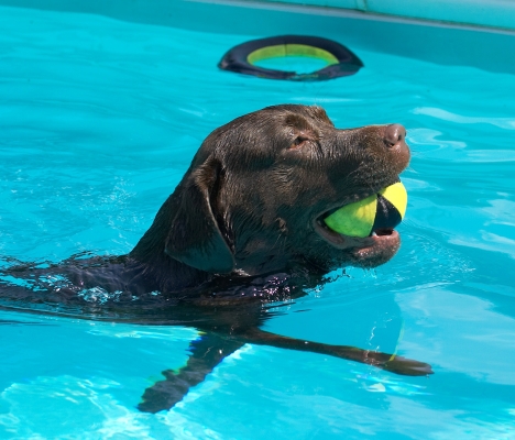 Hey, look, I'm doing three things at once (and I've got a halo)
Keywords: Branston Chocolate Labrador