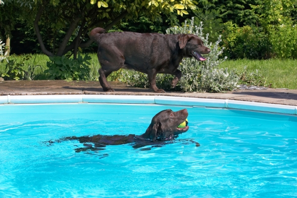 Mom and Dad will be so proud of me
Keywords: Branston Chocolate Labrador
