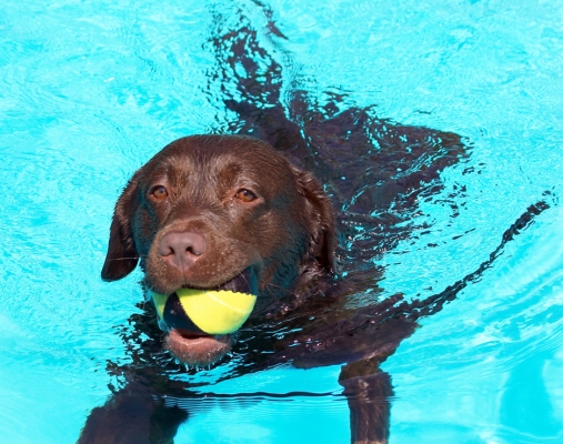Hey, this is fun
Keywords: Branston Chocolate Labrador