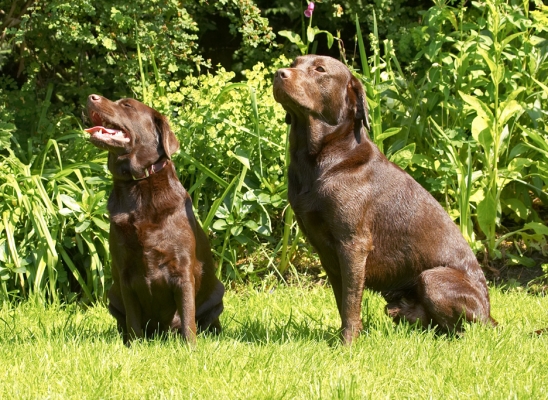We'll always sit for cookies
Ключові слова: Holly Branston Chocolate Labrador
