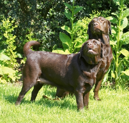 Yep, we're standing to attention
Słowa kluczowe: Holly Branston Chocolate Labrador