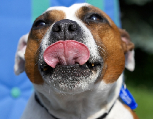 .........but it's just a tiny bit of peanut butter, honest
Λέξεις-κλειδιά: Gypsy Staffordshire Bull Terrier tongue