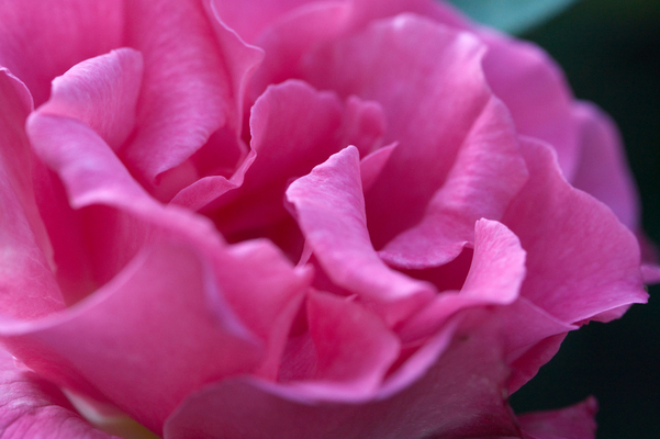 Pretty in pink
Palabras clave: Flower Flowers Garden Rose roses Whitecroft