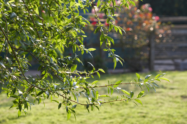 Summer is here
Keywords: garden Whitecroft