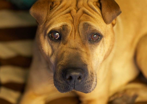 I'm jus' waiting for my dinner
Ključne besede: Animal Animals Canine Canines Dog Dogs Land Mammal Land Mammals Play Playng Playtime Shar-pei Shar-peis Stick Terrestrial Mammal Terrestrial Mammals verity