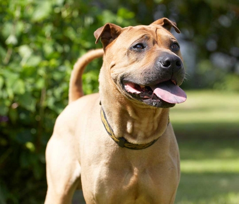 Don't make me wait
Palabras clave: Animal Animals Canine Canines Dog Dogs Land Mammal Land Mammals Play Playng Playtime Shar-pei Shar-peis Stick Terrestrial Mammal Terrestrial Mammals tongue