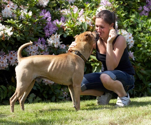 .......... no, I'll lick you
Ključne besede: Animal Animals Canine Canines Dog Dogs Kiss kissing Land Mammal Land Mammals Play Playng Playtime Shar-pei Shar-peis Stick Terrestrial Mammal Terrestrial Mammals Verity