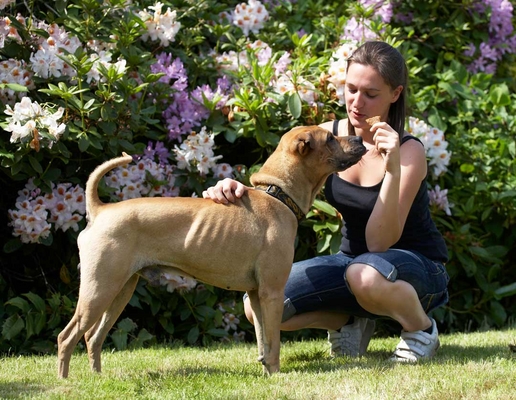 ........... in the cookie!! .............
Anahtar kelimeler: Animal Animals Canine Canines Dog Dogs Land Mammal Land Mammals Play Playng Playtime Shar-pei Shar-peis Stick Terrestrial Mammal Terrestrial Mammals verity