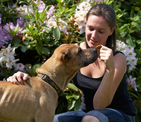 ........... so give!!
Keywords: Animal Animals Canine Canines Dog Dogs Land Mammal Land Mammals Play Playng Playtime Shar-pei Shar-peis Stick Terrestrial Mammal Terrestrial Mammals verity