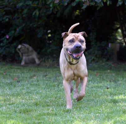 OK, I'm off for a stroll
Palabras clave: Animal Animals Canine Canines Dog Dogs Land Mammal Land Mammals Play Playng Playtime Shar-pei Shar-peis Stick Terrestrial Mammal Terrestrial Mammals